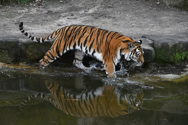 La tigre siberiana cammina in acqua nello zoo — Foto Stock