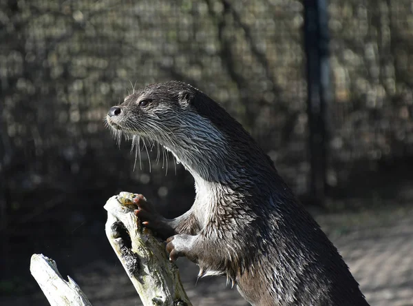 One wet giant river otter out of water in zoo — Stock Photo, Image