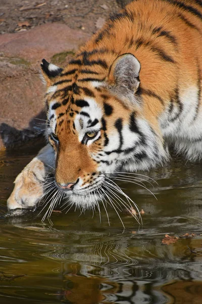 Portret stronie Tygrys syberyjski Amur z bliska — Zdjęcie stockowe
