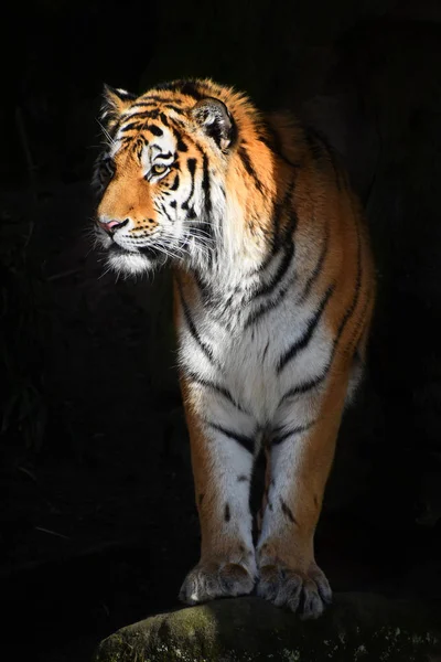 Siberian tiger looks out of the dark shadow — Stock Photo, Image