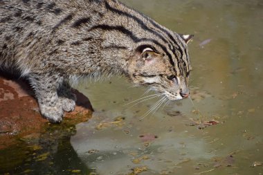 Balıkçı kedi av ve balık suda izlerken