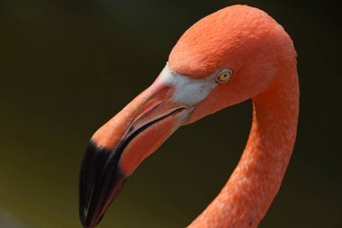 Yan profil portresi pembe flamingo kadar kapatın