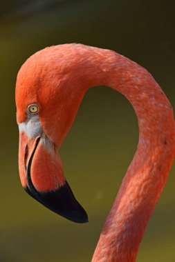Yan profil portresi pembe flamingo kadar kapatın