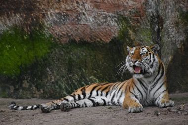 Siberian tiger roars on stone rock clipart