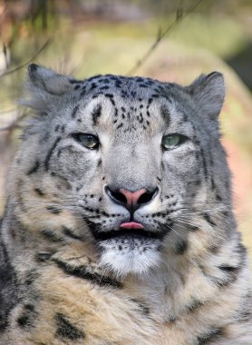 Close up portrait of snow leopard clipart