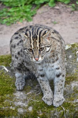 Kameraya bakarak balıkçı kedi portresi