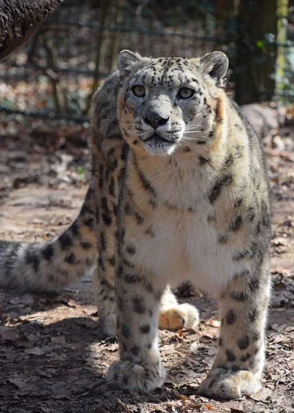 Snow leopardo mirando a la cámara — Foto de Stock