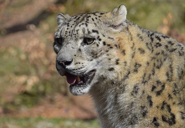 Primer plano retrato de leopardo de la nieve —  Fotos de Stock