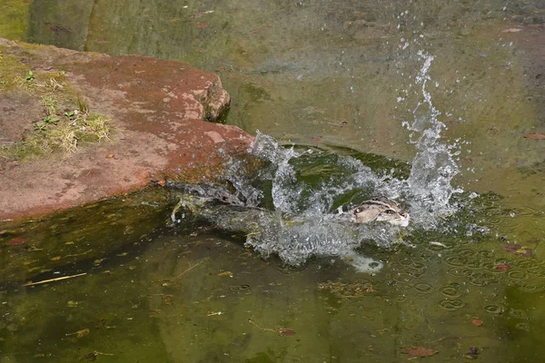 Katzenjagd und Schwimmen im Wasser — Stockfoto