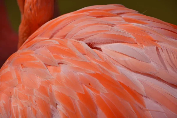 粉红色的火烈鸟 fwather 的特写 — 图库照片