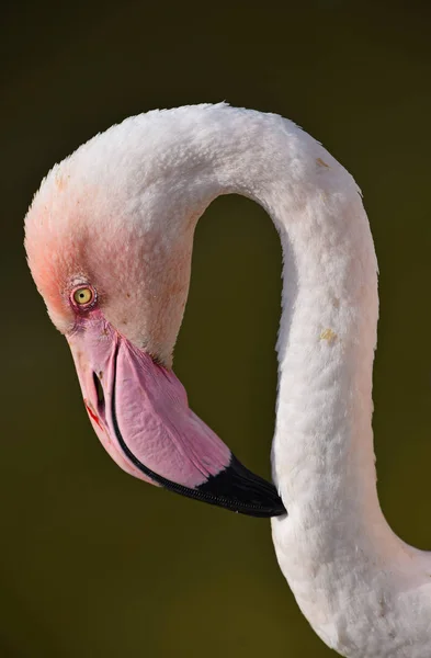 关闭了侧侧面肖像的粉红色的火烈鸟 — 图库照片