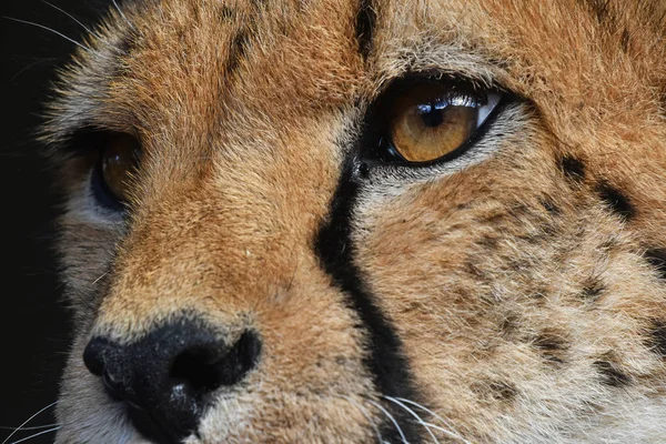 Extrémní zblízka portrétní gepard — Stock fotografie
