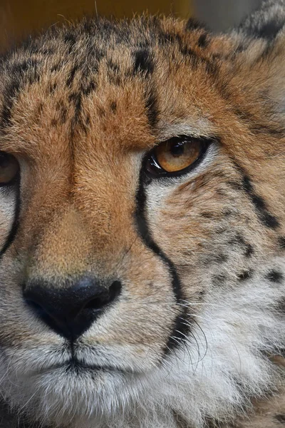 Extremo retrato de cerca de guepardo — Foto de Stock