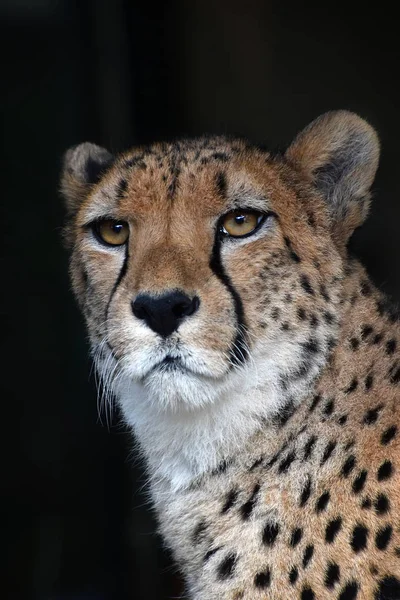 Bliska portret cheetah na czarno — Zdjęcie stockowe