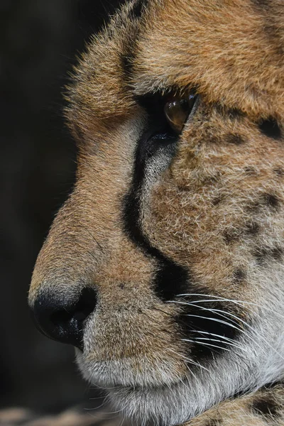 Крайне крупным планом портрет гепарда — стоковое фото