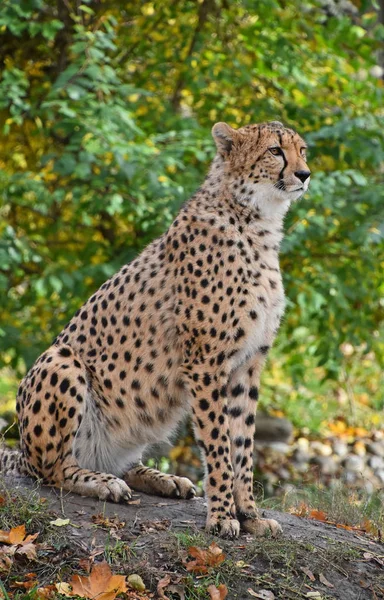 Close up portrait of cheetah — Stock Photo, Image