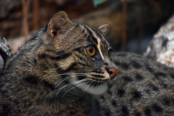 Portret stronie cat wędkowanie z bliska — Zdjęcie stockowe