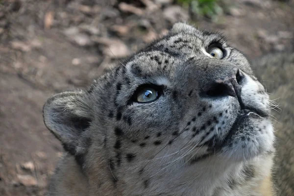 Primer plano retrato de leopardo de la nieve — Foto de Stock