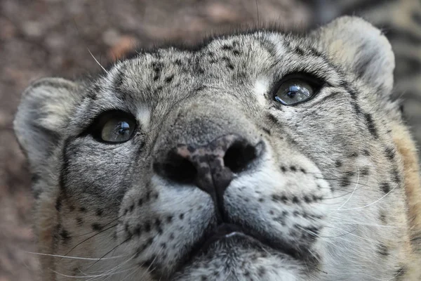 Ekstremalnych bliska portret snow Leopard — Zdjęcie stockowe