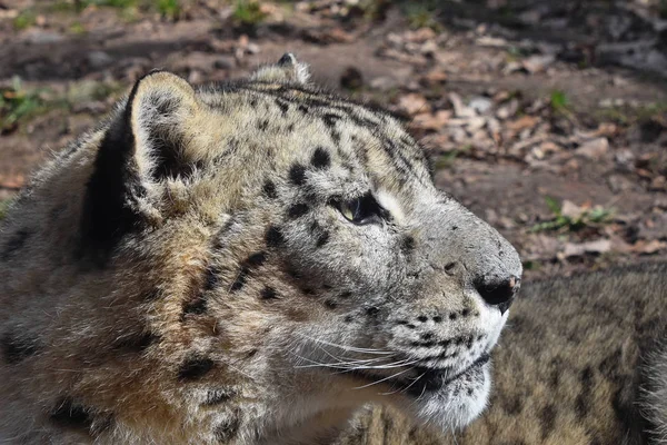 Retrato de cerca lateral de leopardo de nieve — Foto de Stock