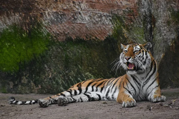 Siberian tiger roars on stone rock — Stock Photo, Image