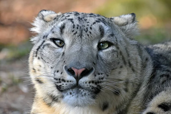 Primer plano retrato de leopardo de la nieve — Foto de Stock