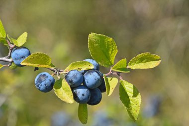 Branch of blackthorn with ripe berries and leaves clipart