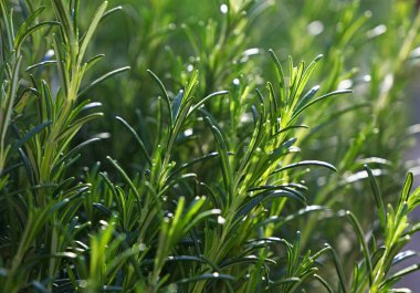 Yeşil taze biberiye baharatlı ot lahanası