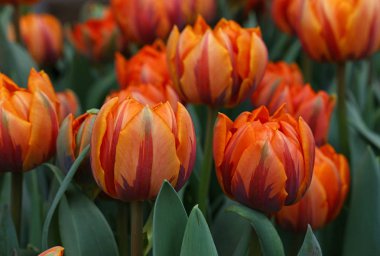 Turuncu kahverengi taze Lale çiçek