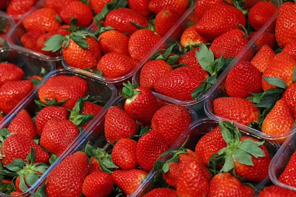 Frische rote reife Erdbeeren in Plastikboxen — Stockfoto