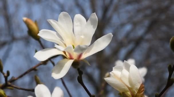 Branco magnólia flor cabeça de perto — Vídeo de Stock