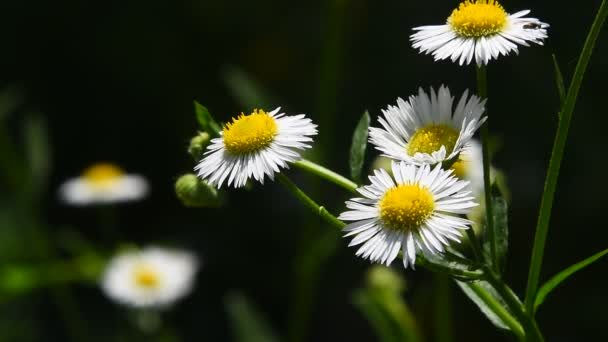 Flores de manzanilla prado salvaje en el viento sobre verde — Vídeos de Stock