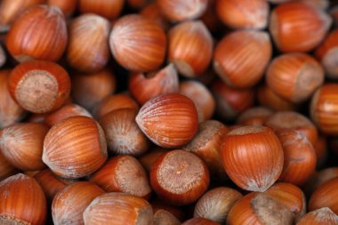 Büyük fındık fındık kadar arka kapatmak