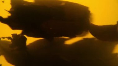 Yeşil çay float spin cam çaydanlık yaprakları.