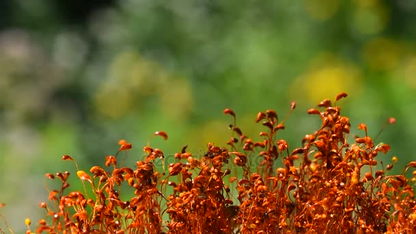 Moss dans hareketi sonrası yağmur damlaları — Stok video