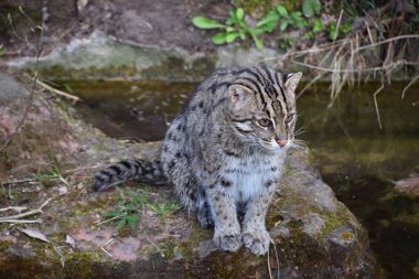 Balıkçı kedi uzakta seyir portresi