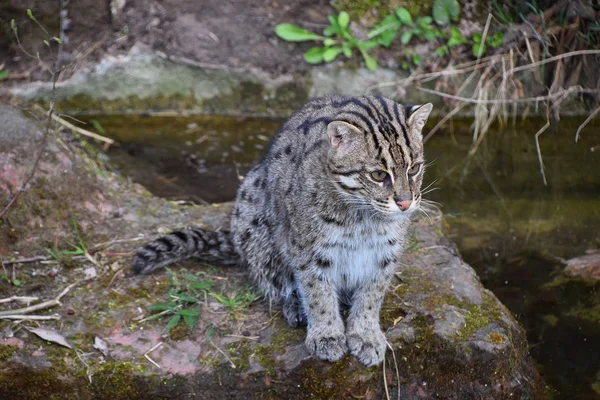 Retrato de gato pescador mirando hacia otro lado —  Fotos de Stock