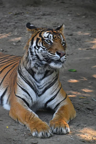 Крупный план лежащего на земле суматранского тигра — стоковое фото