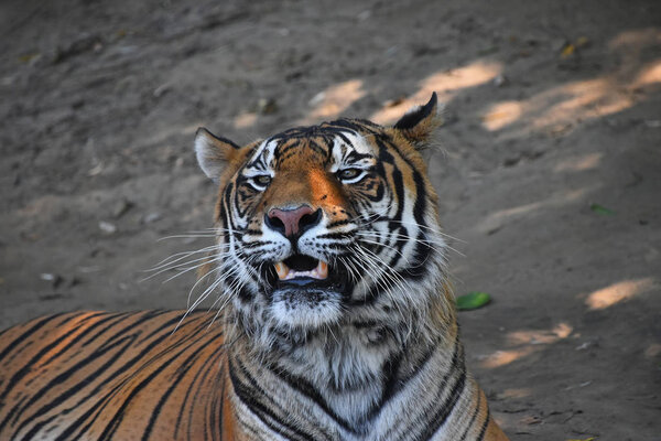 Close up portrait of Sumatran tiger (Panthera tigris sumatrae) roaring and looking at camera