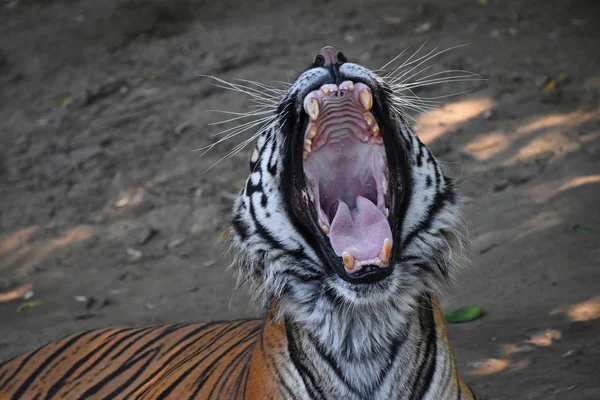 Portrait rapproché du bâillement du tigre de Sumatra — Photo