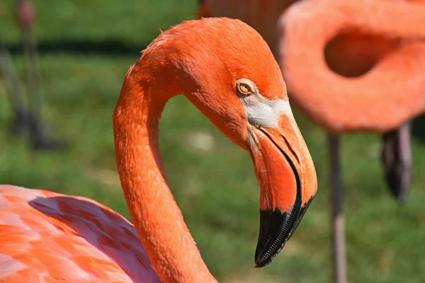 Close up side profile portrait of pink flamingo — Stock Photo, Image