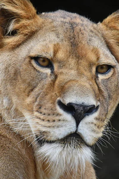 Extreme close-up portret van vrouwelijke Leeuwin — Stockfoto