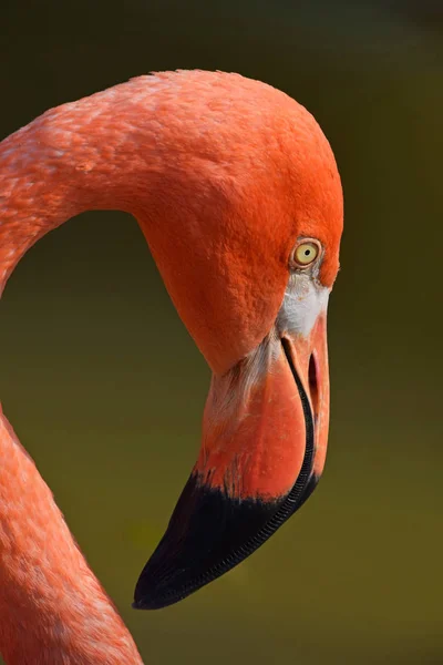 Close up perfil lateral retrato de flamingo rosa — Fotografia de Stock