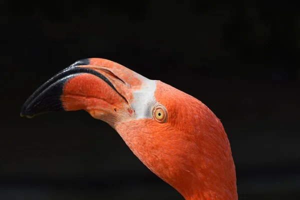Stäng upp sida profil porträtt av rosa flamingo — Stockfoto