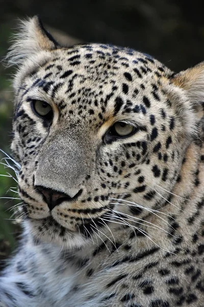 Portret Amur Leopard z bliska — Zdjęcie stockowe