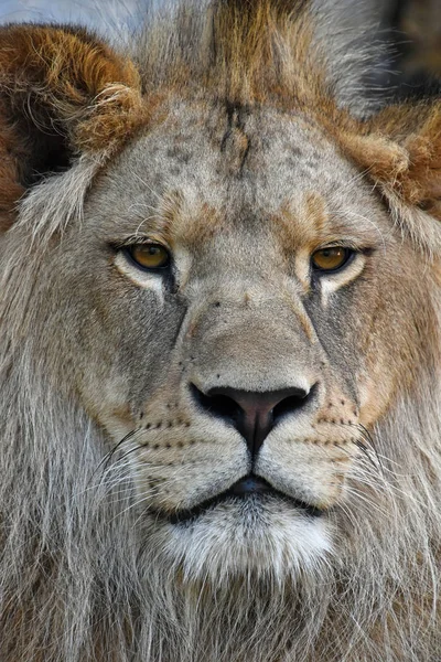 Extreme close up portrait of young African lion — Stock Photo, Image