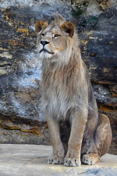 岩の上に座っている若い男性アフリカ ライオン — ストック写真