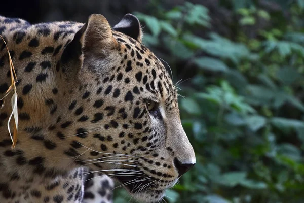 Straně portrét Amur Leopard v lese — Stock fotografie