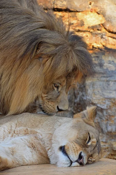 Close up retrato lateral de leão e leoa — Fotografia de Stock