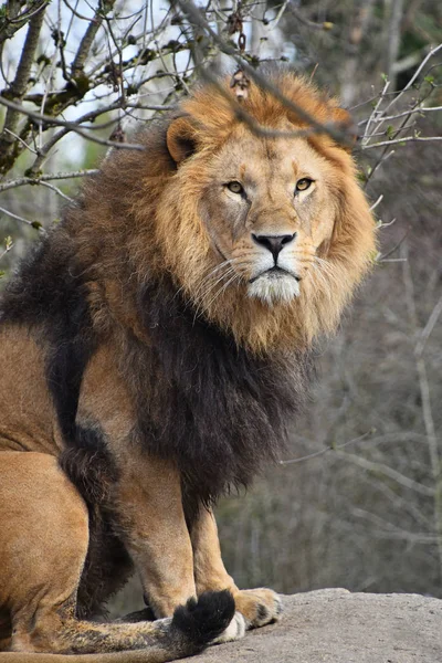 Крупним планом портрет лева дивиться на камеру — стокове фото
